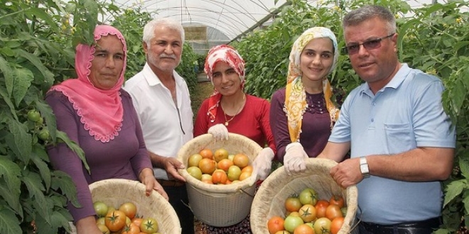 Mersinli domates �reticisinin y�z� g�l�yor