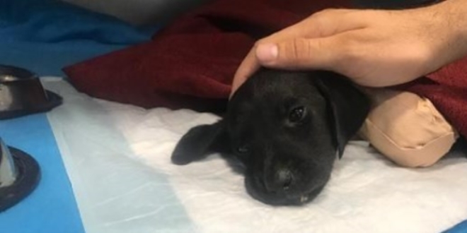 Bacaklar� kesilen yavru k�pe�e �stanbul'da protez tak�lacak