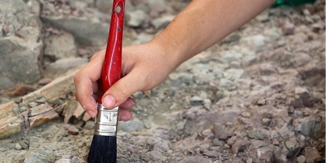 Meksika'da yeni dinozor t�r� ke�fedildi