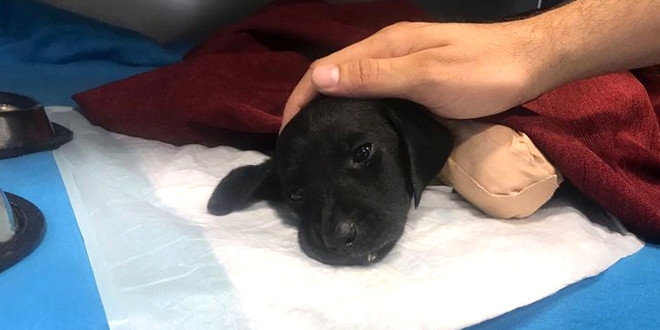 Yavru köpeğin ölümüne Başsavcılık soruşturma başlattı