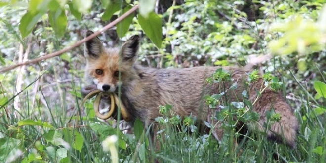 Ni�de'de k�z�l tilkinin y�lan av� objektiflere tak�ld�