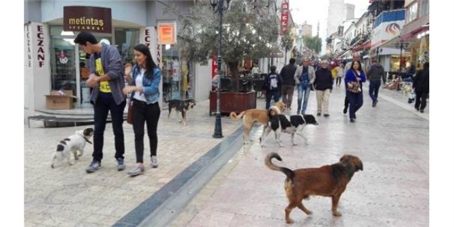 Aydın'da sokak köpeklerine ateş edildiği iddiası