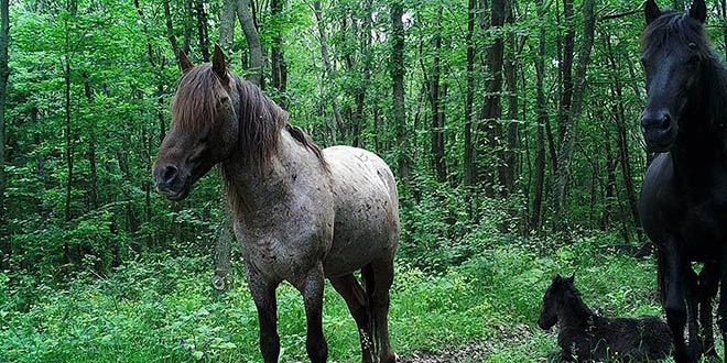 Fotokapan görüntüleri yaban hayatına ışık tutacak