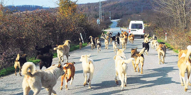 Hayvanları Koruma Kanunu, uyutmuyor