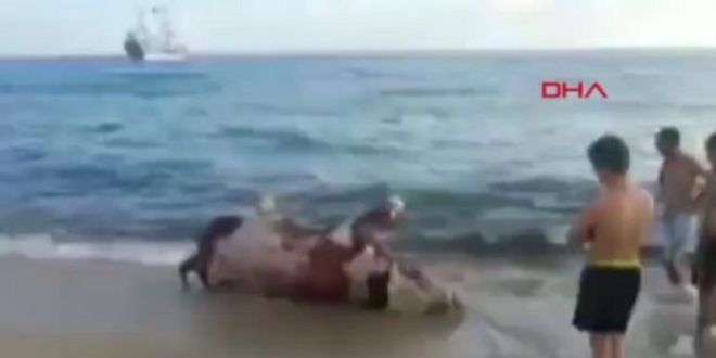 Antalya'da ölü inek Kleopatra Plajı'nda karaya vurdu