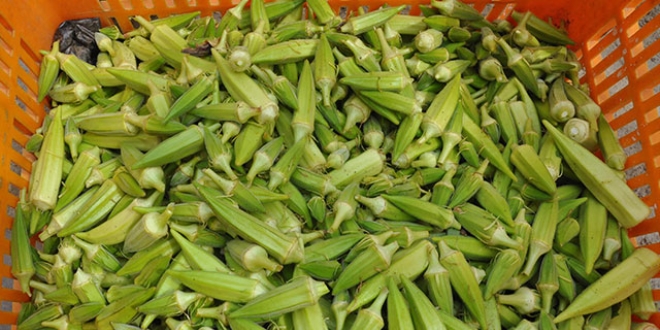 Erken ��kan bamya �reticiyi ma�dur etti