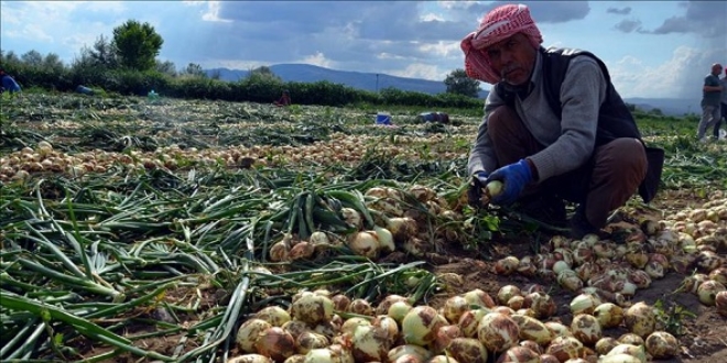 Karacabey soğanında rekolte beklentisi 40 bin ton