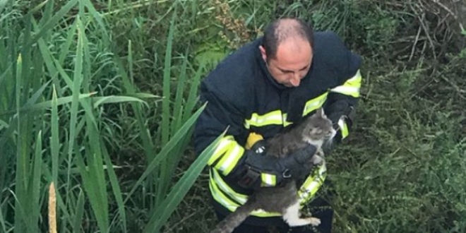 D�rt kediyi �uvala koyup dereye att�lar