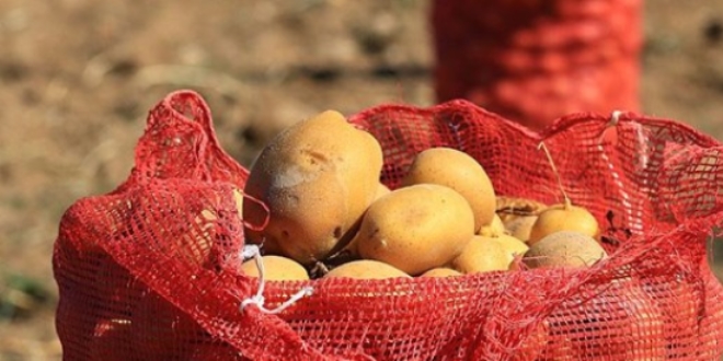 Yükselen patates fiyatlarına müdahale