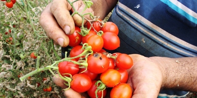 Antalya'da domates fiyatlar yzde 400 artt