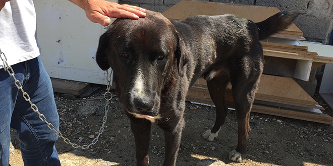 'Köpeğe baltalı saldırı'ya suç duyurusu