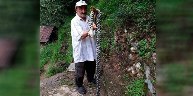 Bahçesinde gördüğü endemik tür yılanı sopayla öldürdü