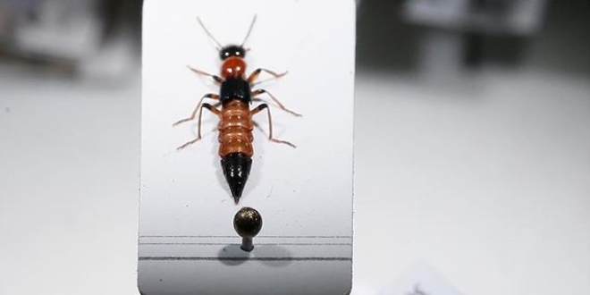 Zehriyle kansere umut oldu