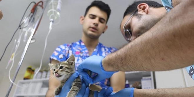 Yalova'da birer ayaklar� kesilmi� kedi yavrular� bulundu