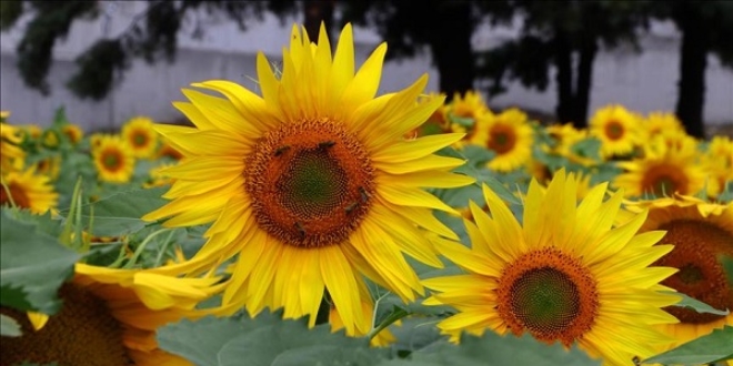 'G�nd�nd�ler' �i�ek a�maya ba�lad�