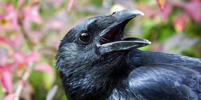 Ku�lar�n en zekisi kargalar