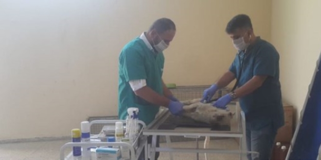 İki gözü oyulmuş halde bulunan köpek kurtarılamadı