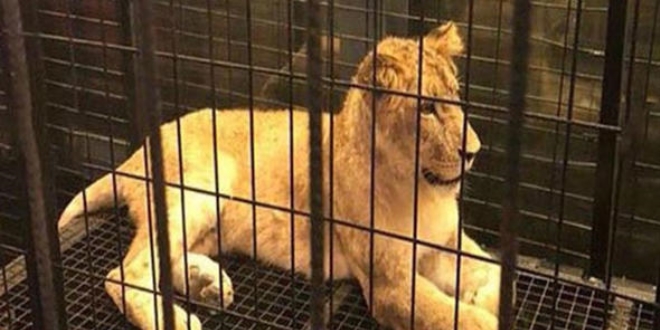 Kafedeki aslan�n s�rr� ��z�ld�