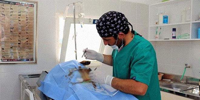Sokak köpeğine sezaryen: 12 yavru dünyaya getirdi