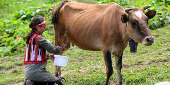 Hamdu Sena, yaylada hayvanlarna bakp ders alyor