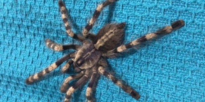 Yasak olmas�na ra�men 500 liraya sat�l�yor!