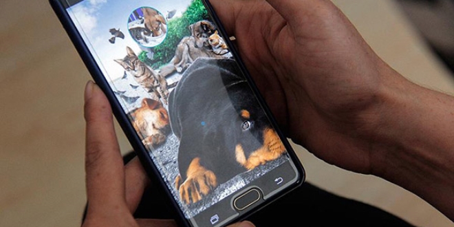 Sokak hayvanlar iin 'mobil uygulama' gelitirdi