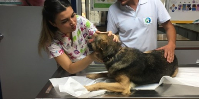 Düzce'de köpeğin yüzünü kimyasal madde ile yaktılar