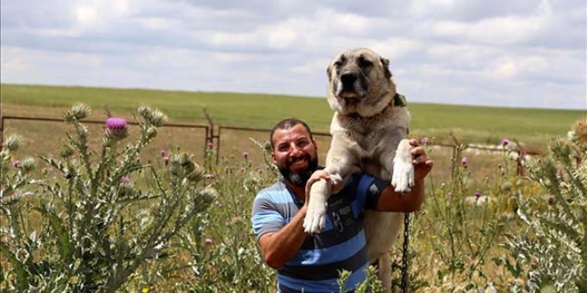 Kangal köpeklerine ilgi arttı