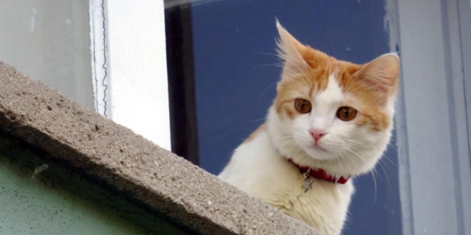 Kötü kokunun geldiği daireye kedi operasyonu