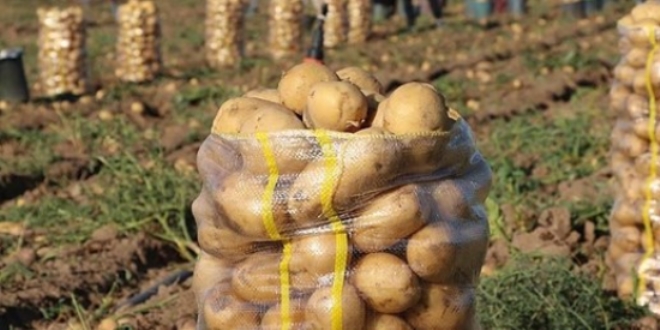 Patates fiyatları düşüşe geçti