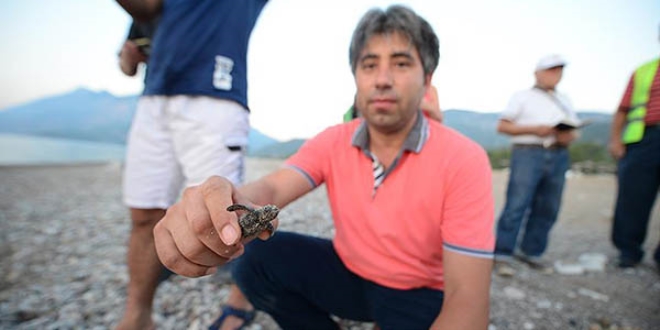 'Caretta muhtarı'nın yaşam nöbeti