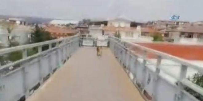 Akıllı köpekten üst geçit dersi