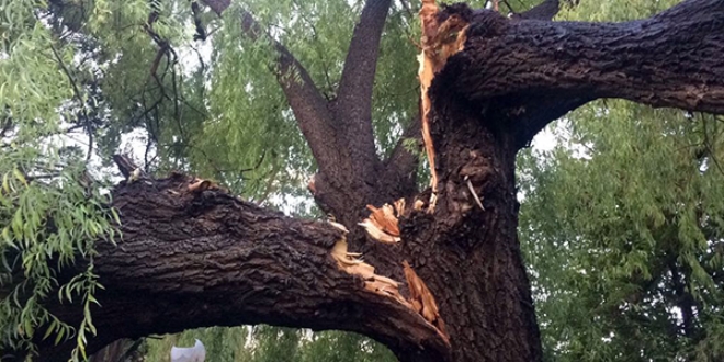 Erzincan'da f�rt�na ve ya��� a�a�lar� devirdi