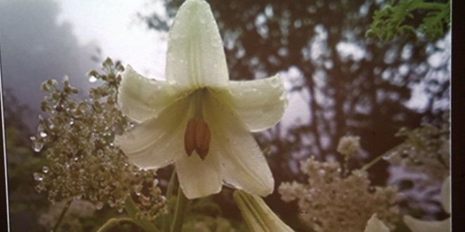 Ordu'da 900 bitki �e�idi daha tespit edildi