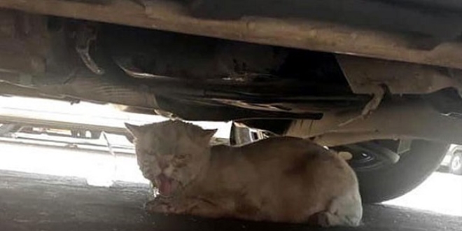 Kayıp kedi aracın kaportasında 40 km gitmiş