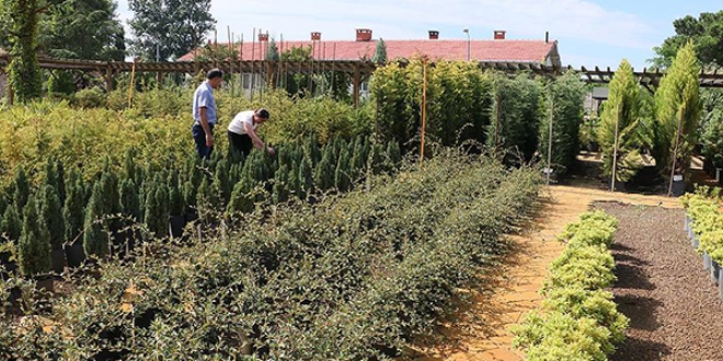 Özel günlerin yeşeren hediyesi 'fidan'
