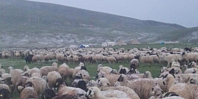 12 saatlik yağış nedeniyle çobanlar yaylada mahsur kaldı