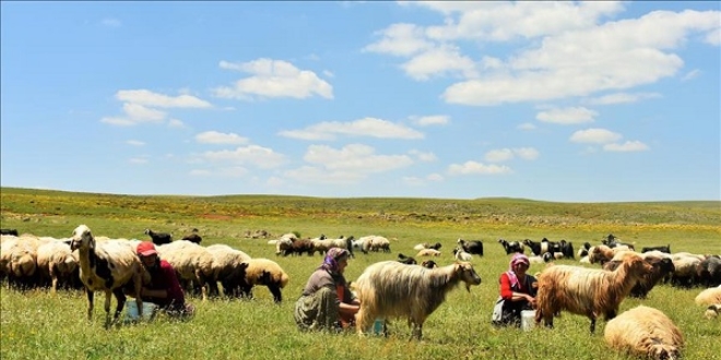 Terör temizliği yaylaları ekonomiye kazandırdı