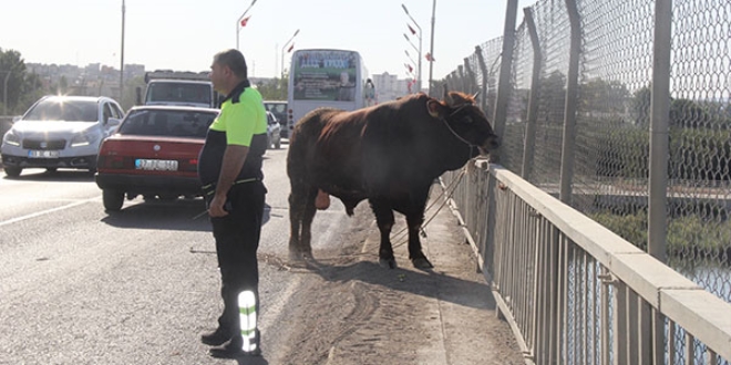 Sahibinin elinden kaçan boğa trafiği birbirine kattı