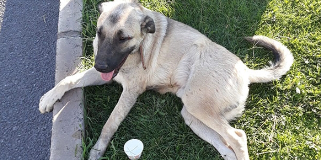 Vicdansız sürücü köpeğe çarpıp kaçtı