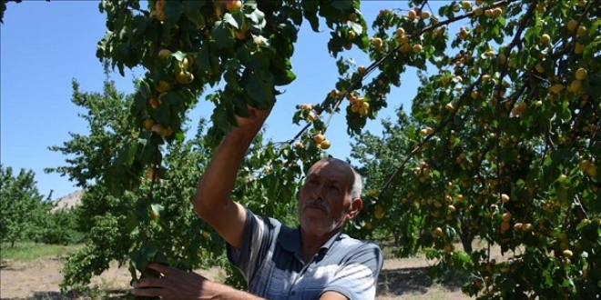 Anlaşmalı organik tarımla üreticinin yüzü güldü