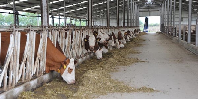 '�rnek' k�yde g�nde 800 litre s�t �retiyorlar