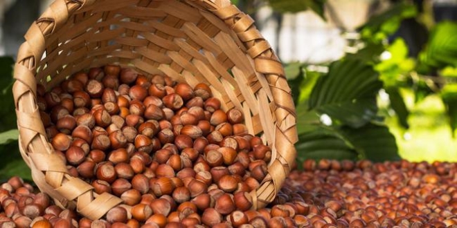 F�nd�k rekoltesinde d���� bekleniyor