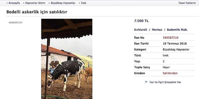 Bedelli askerlik inek sattırıyor