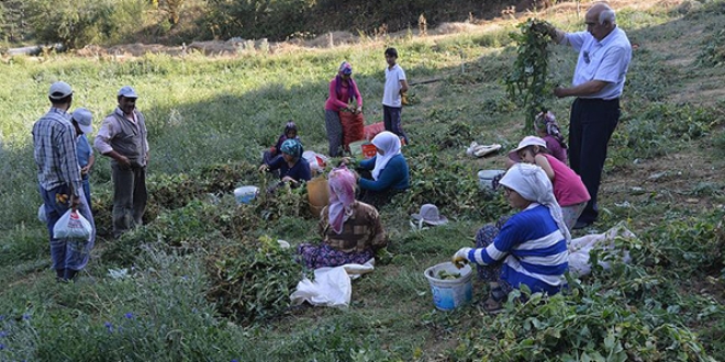 'Bezelye diyarı'nda hasat başladı