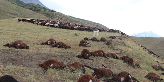 Idr'da 74 koyun yldrm nedeniyle telef oldu