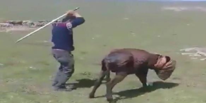 E�eklere eziyet eden ki�i yakaland�