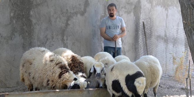 Bedelli askerlik i�in hayvanlar�n� sat��a ��kard�