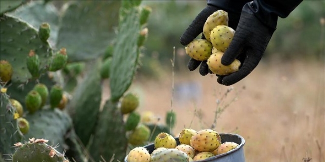 Mersin'de dikenli incir hasadı başladı
