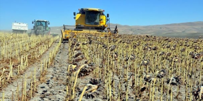 �ukurova'da ay�i�e�i hasad� ba�lad�